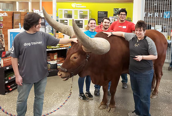 В зоомагазин Petco в Техасе пришли посетители с огромным быком на поводке
