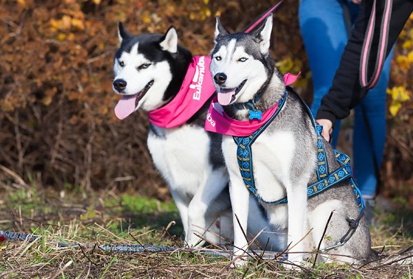 В Москве пройдёт благотворительный забег с собаками «Быстрый пёс»