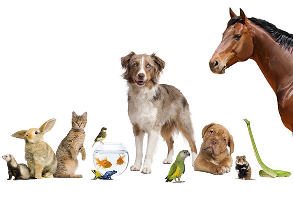 Американская ассоциация производителей зоотоваров (APPA) сосчитала домашних животных в США