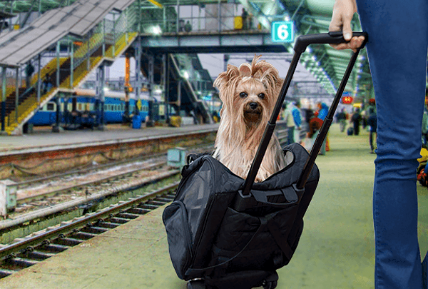 Минтранс подготовил правила перевозки животных по железной дороге