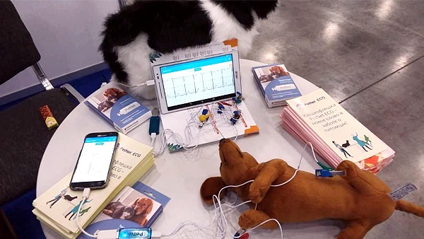 В России создали устройство для снятия ЭКГ у животных в домашних условиях