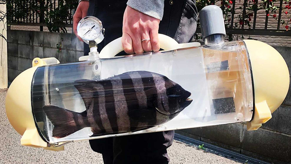 В Японии разработали переноску для живой рыбы